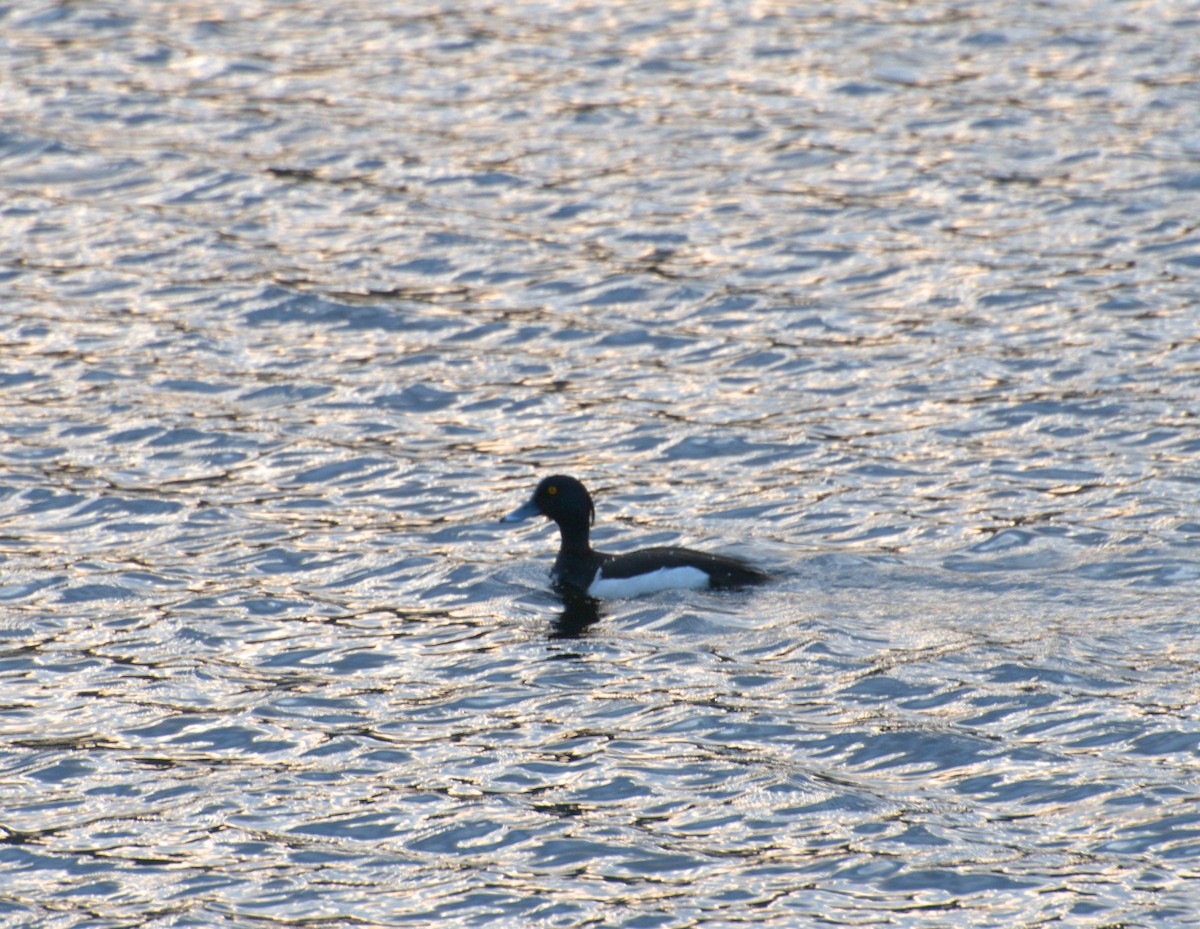 Tufted Duck - ML641861219