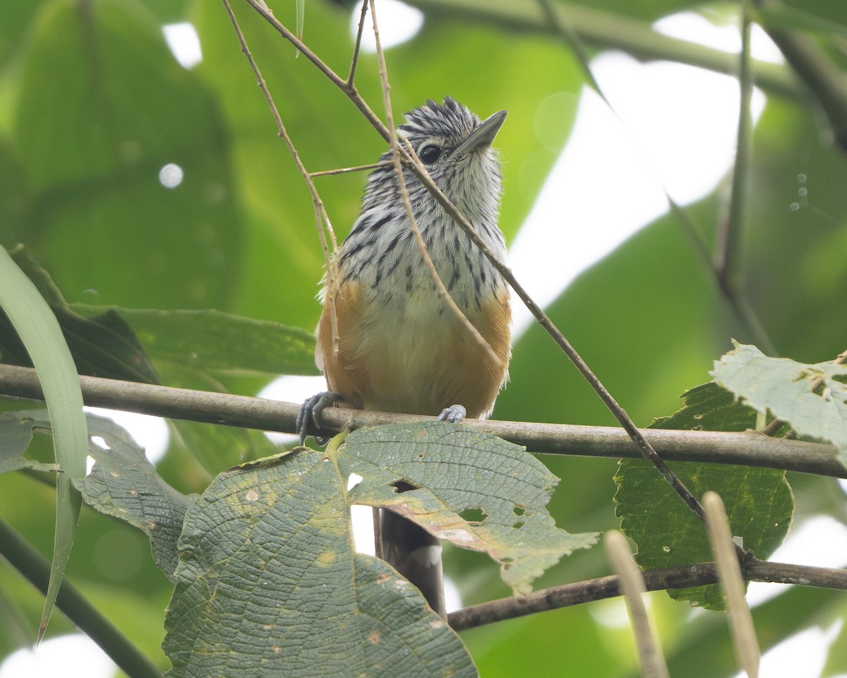 Santa Marta Antbird - ML641861231
