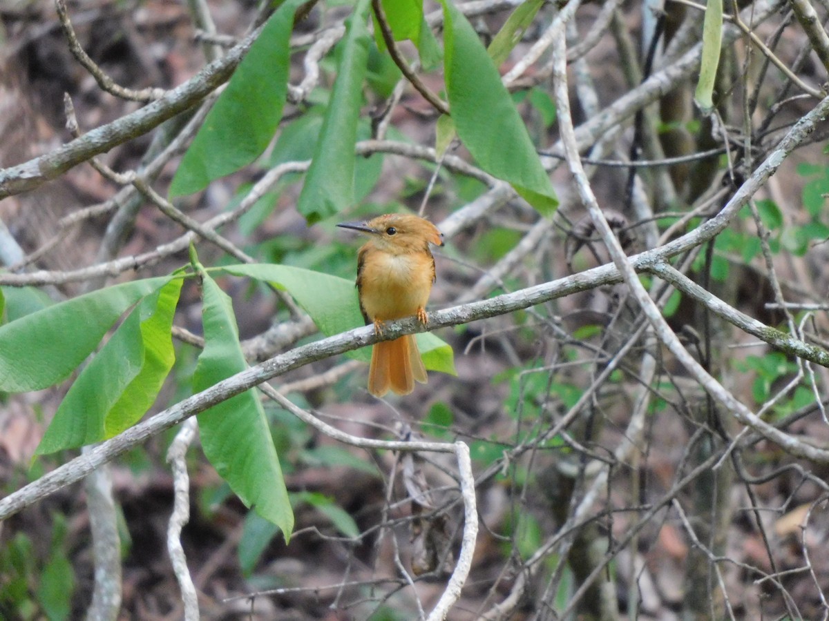Tropical Royal Flycatcher - ML641861240