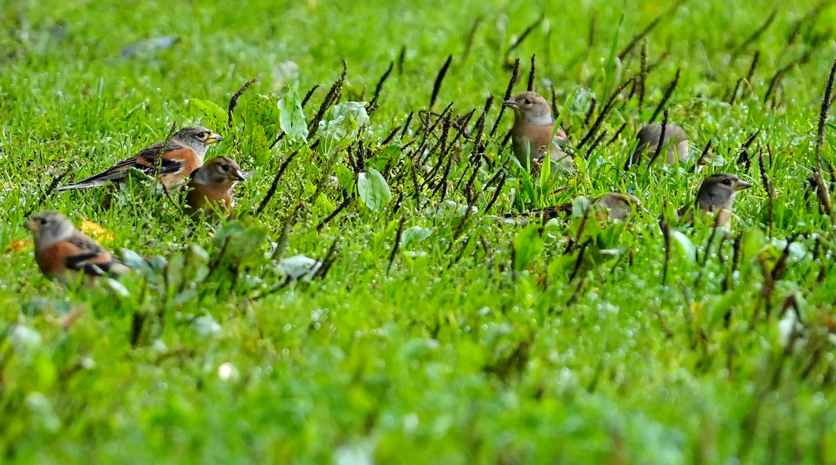 Brambling - ML641861251