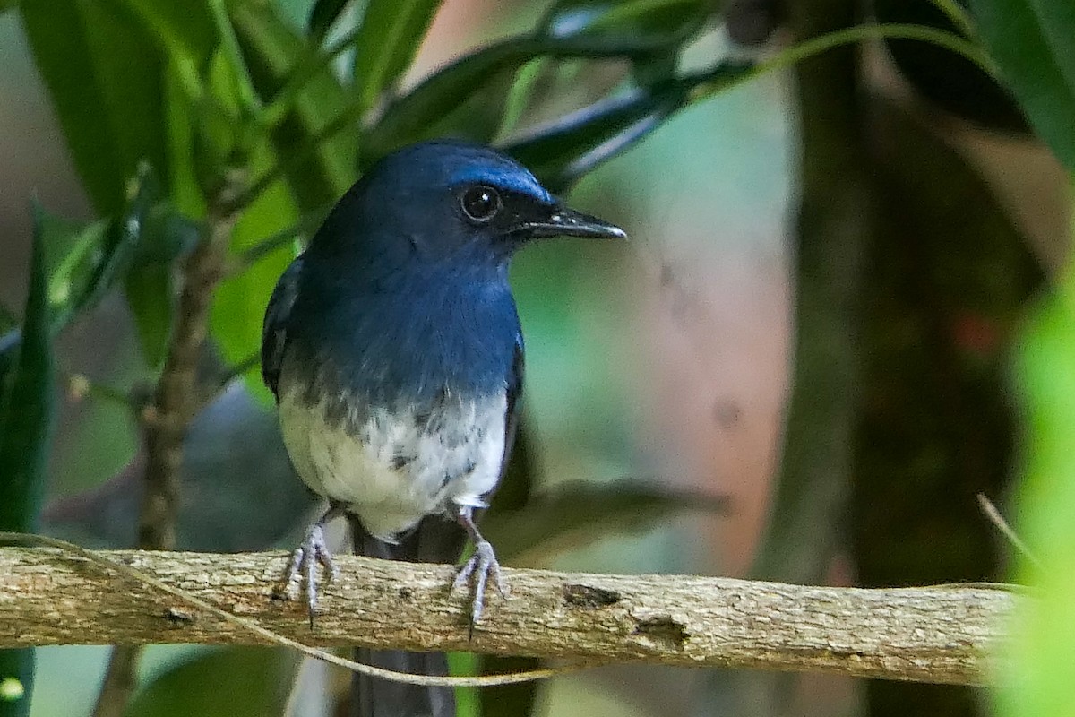 White-bellied Blue Flycatcher - ML641861270