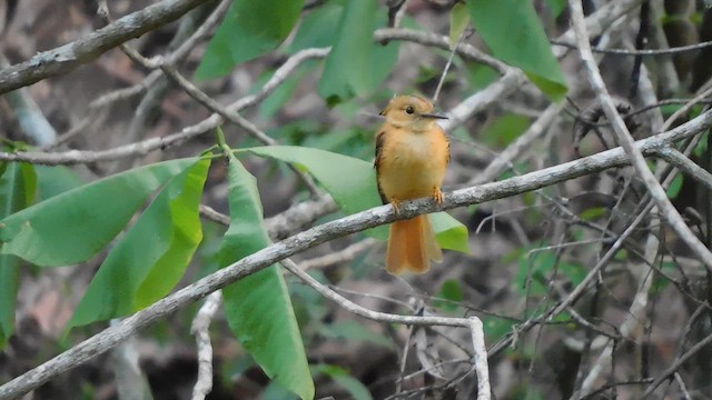 Tropical Royal Flycatcher - ML641861289