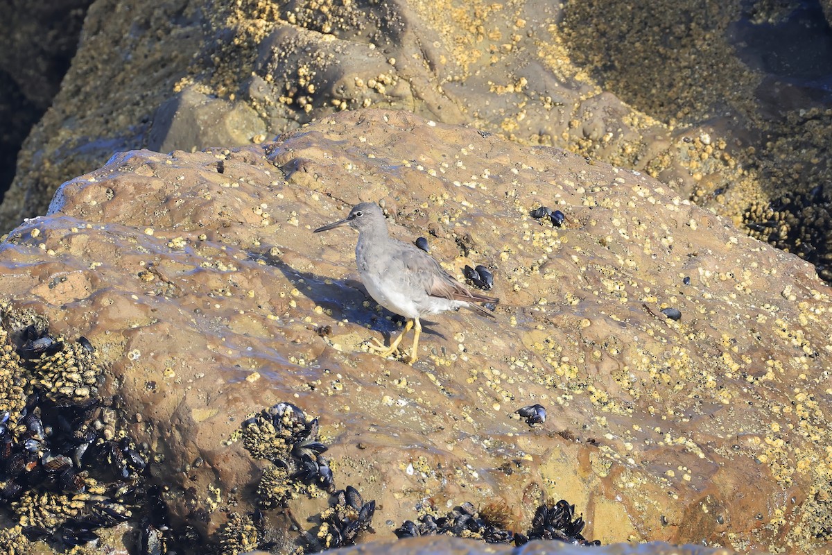 Wandering Tattler - ML641861291