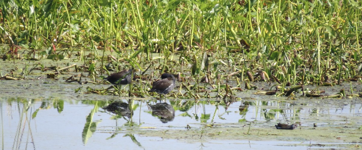 Common Gallinule - ML641861319