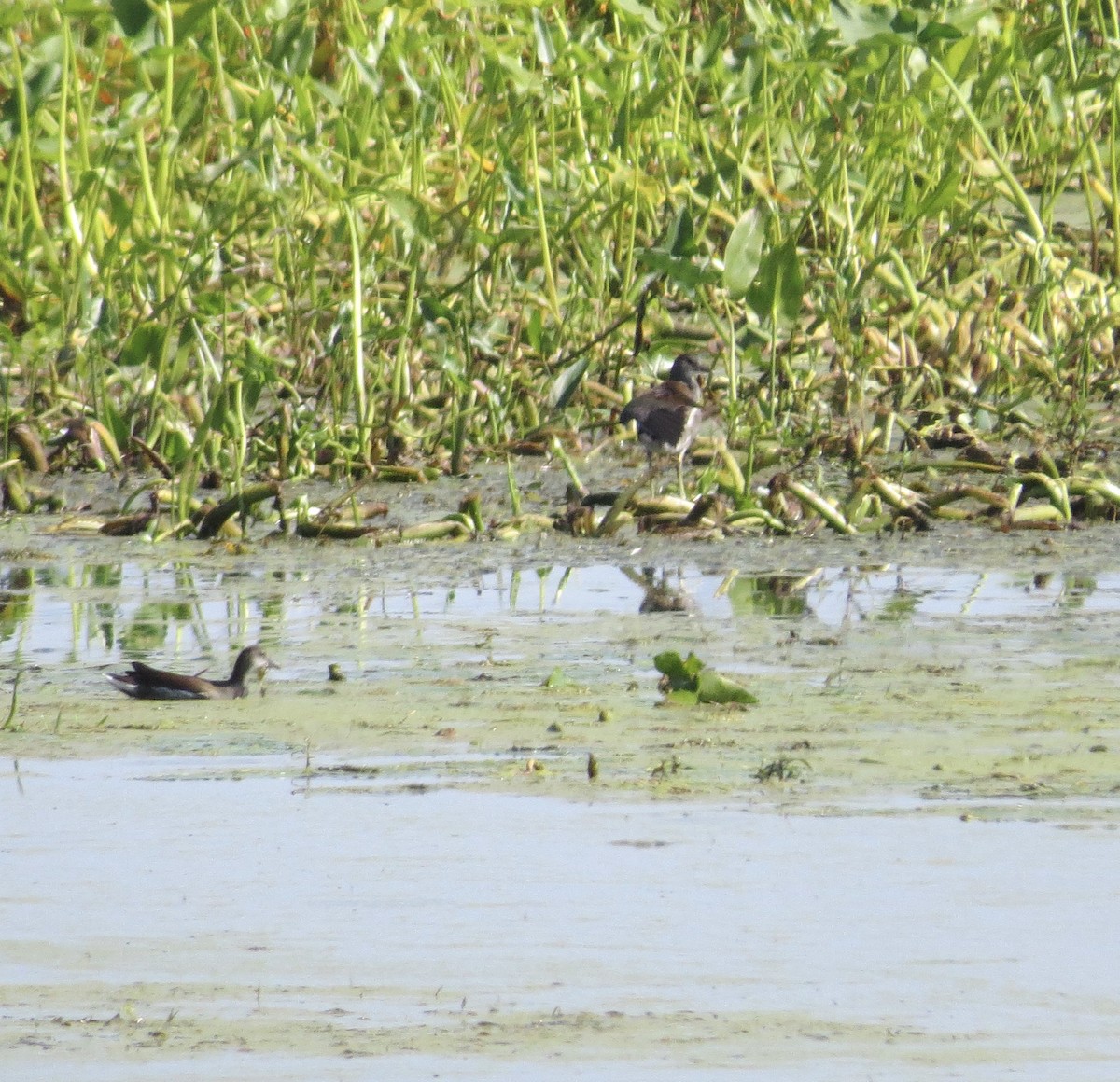 Common Gallinule - ML641861323