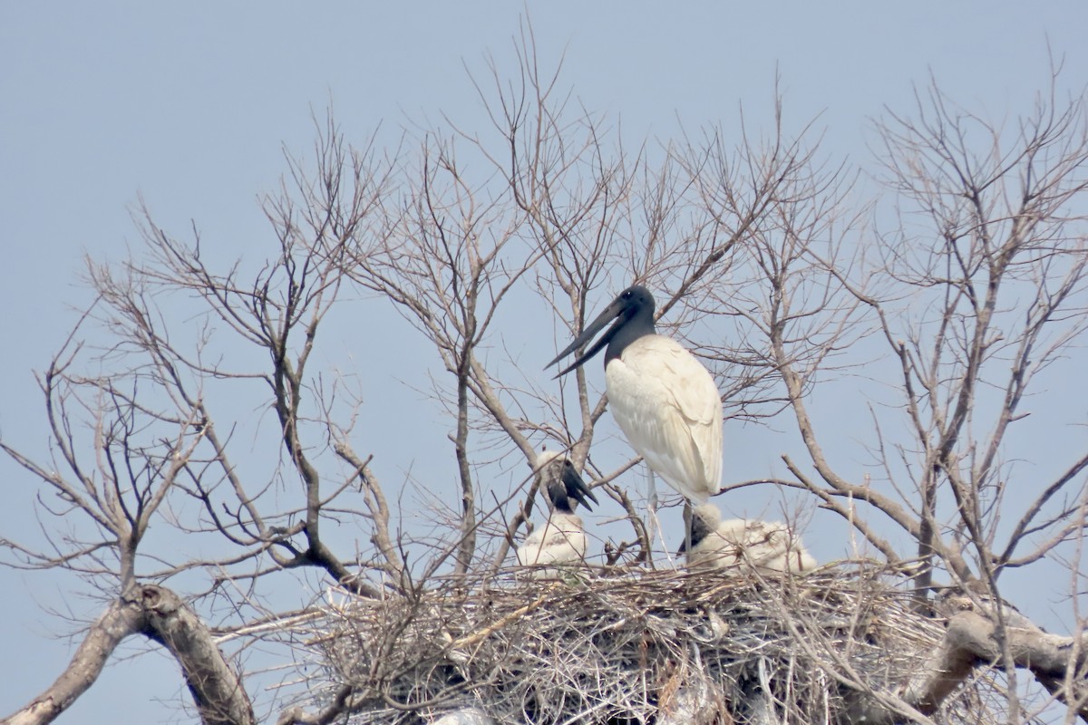 Jabiru - ML641861324