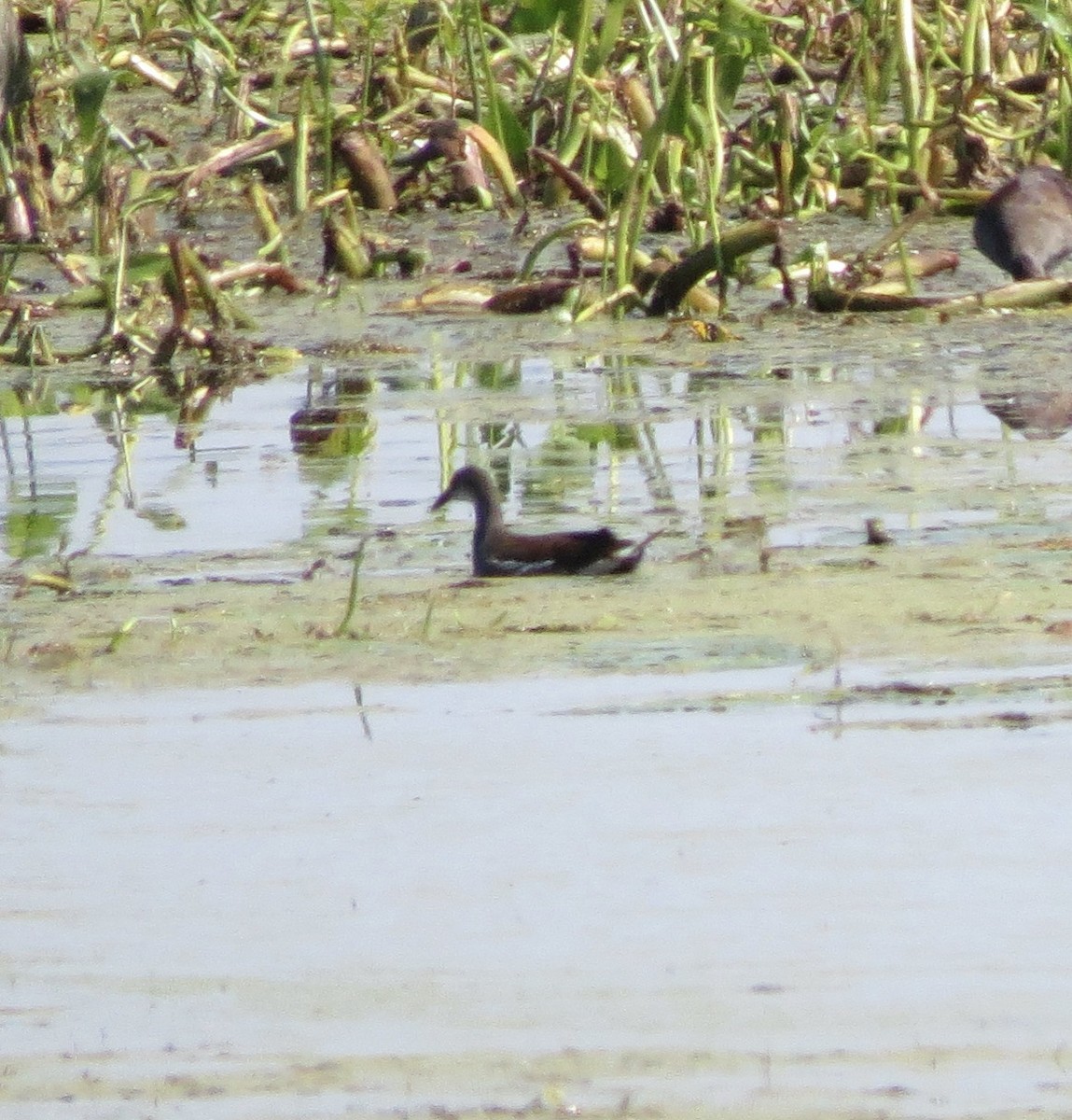 Common Gallinule - ML641861328