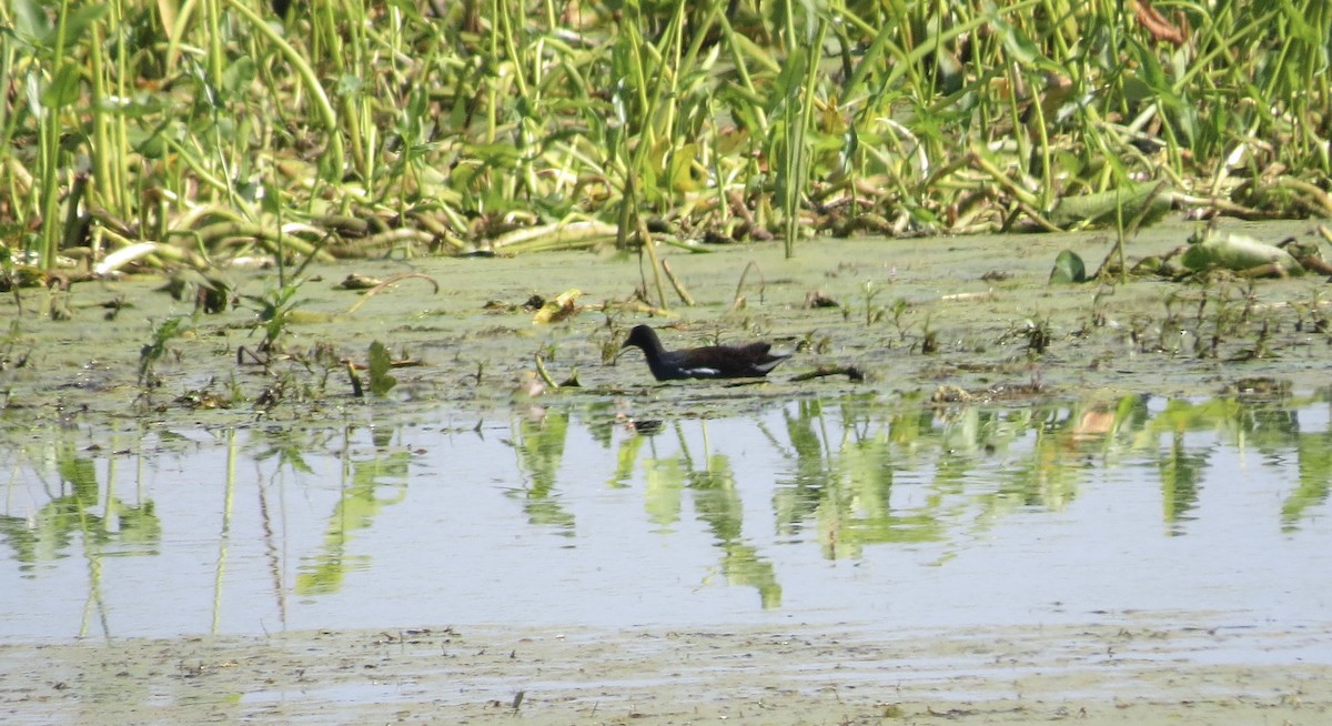 Common Gallinule - ML641861329