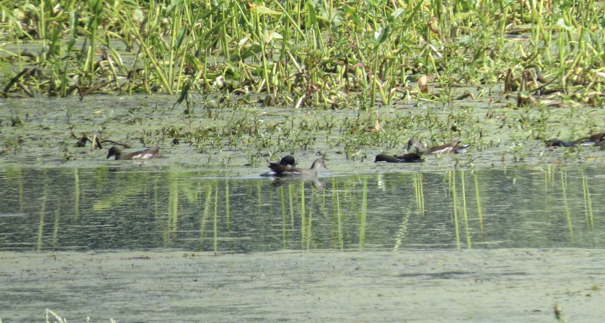 Common Gallinule - ML641861342