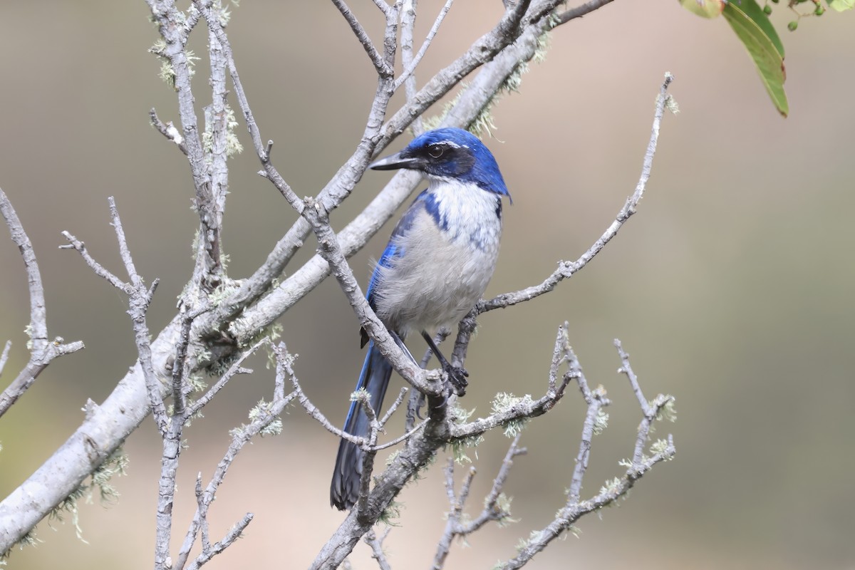 Island Scrub-Jay - ML641861347
