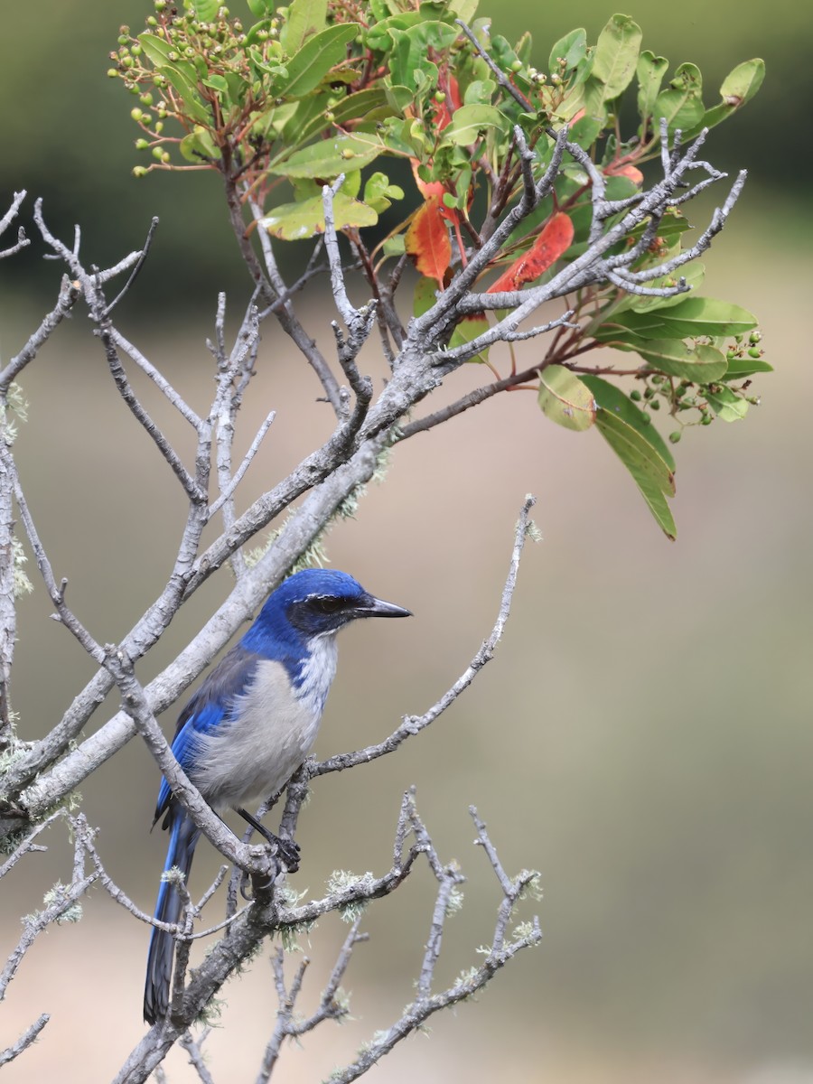 Island Scrub-Jay - ML641861348