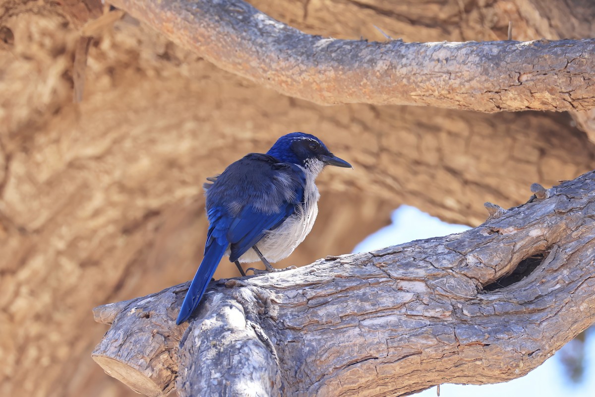 Island Scrub-Jay - ML641861349