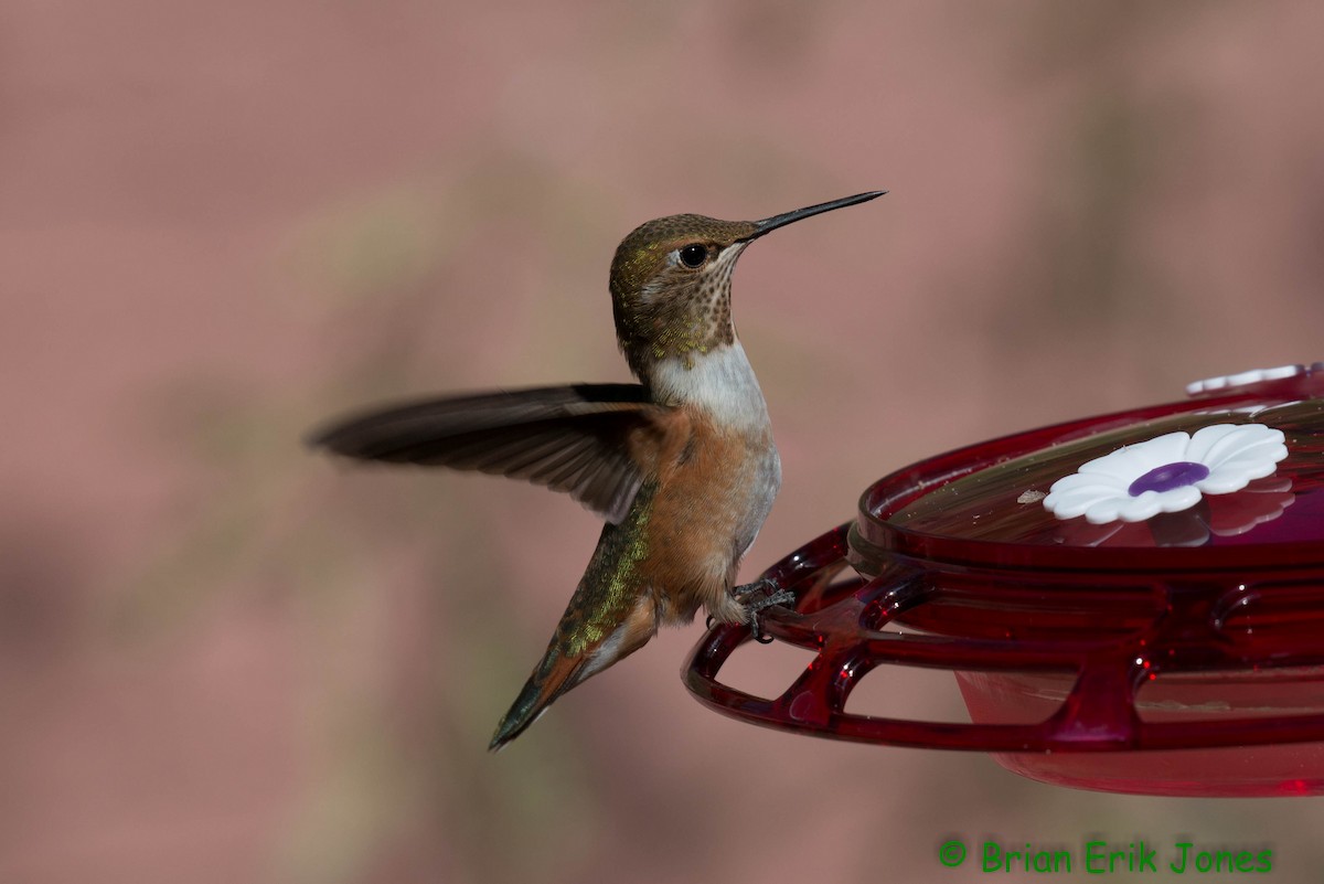 Rufous Hummingbird - ML641861394