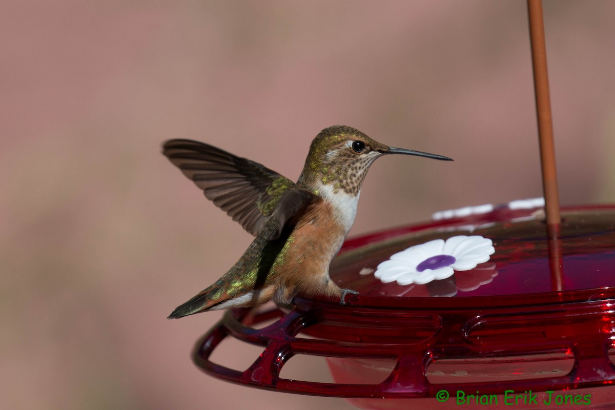 Rufous Hummingbird - ML641861395