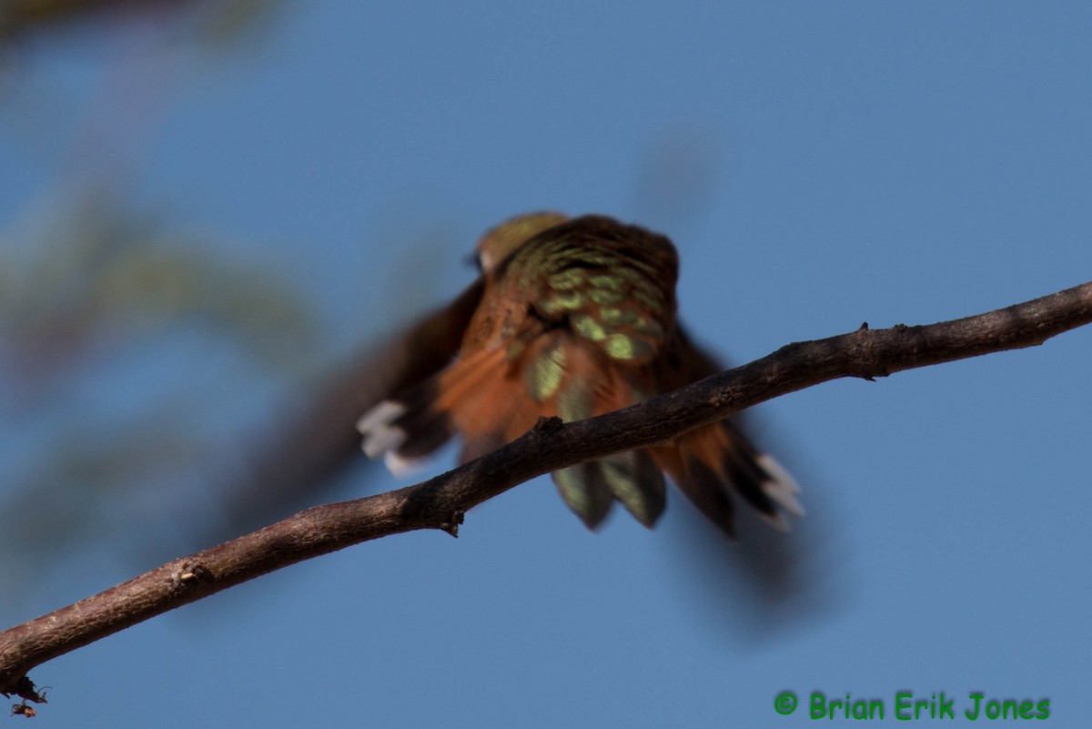 Rufous Hummingbird - ML641861396