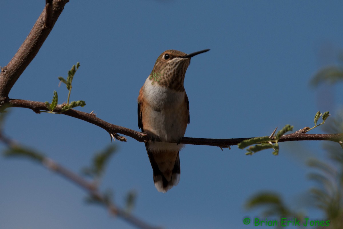 Rufous Hummingbird - ML641861397