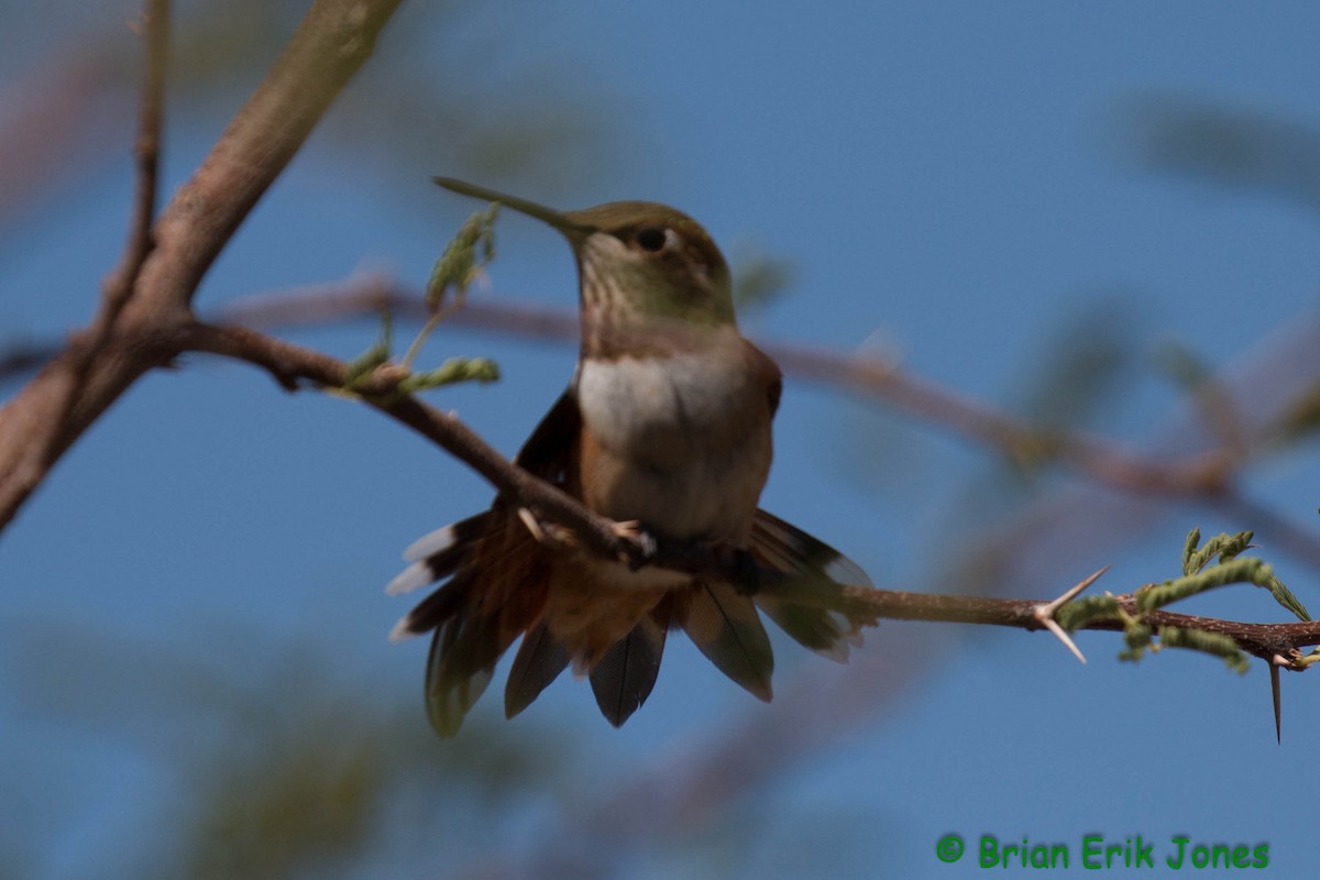 Rufous Hummingbird - ML641861398