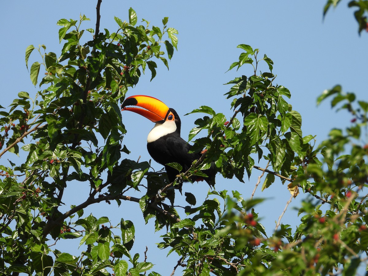 Toco Toucan - ML641861407
