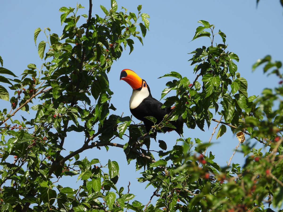 Toco Toucan - ML641861408