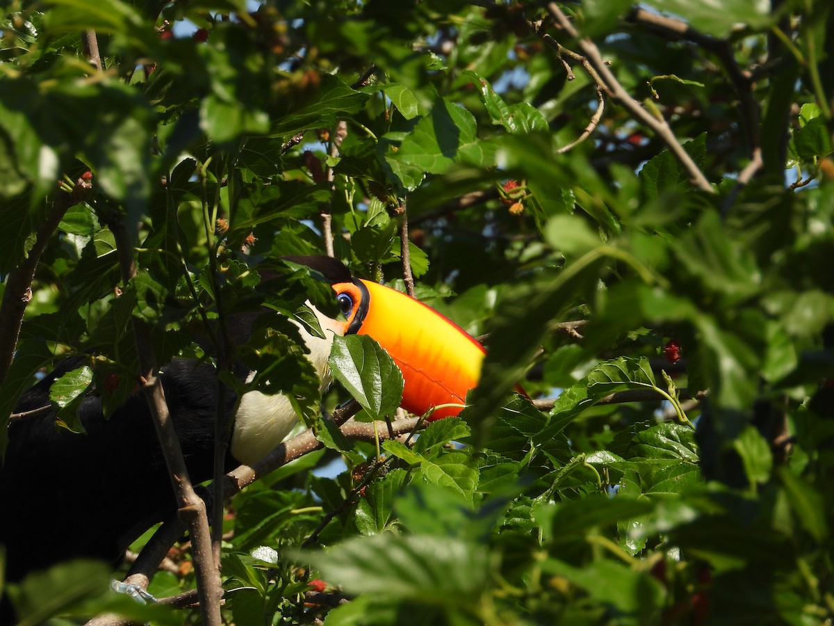 Toco Toucan - ML641861409