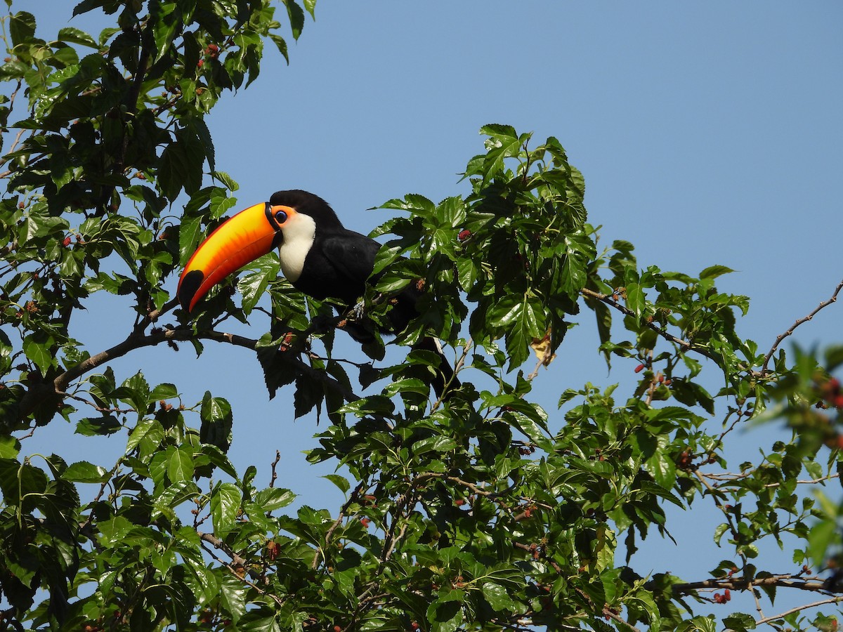 Toco Toucan - ML641861411