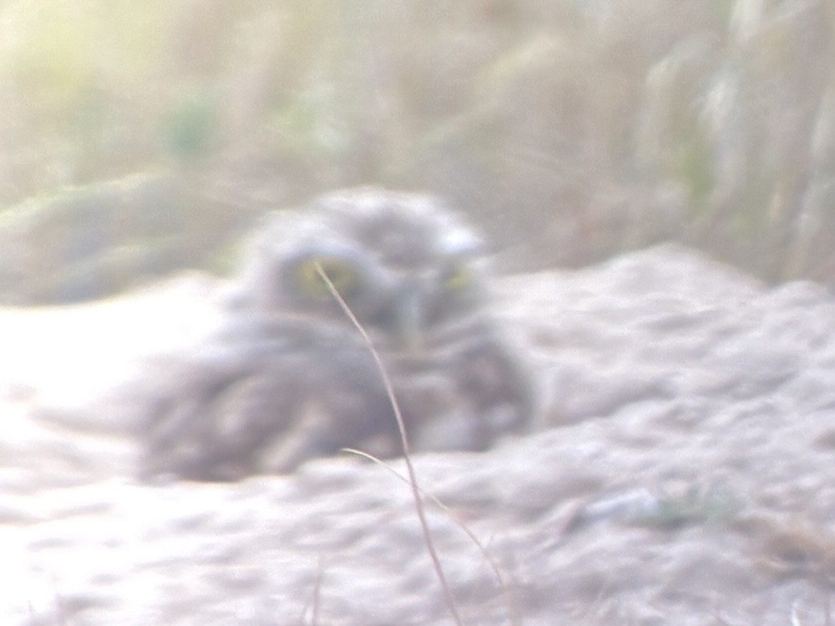Burrowing Owl - ML641861452
