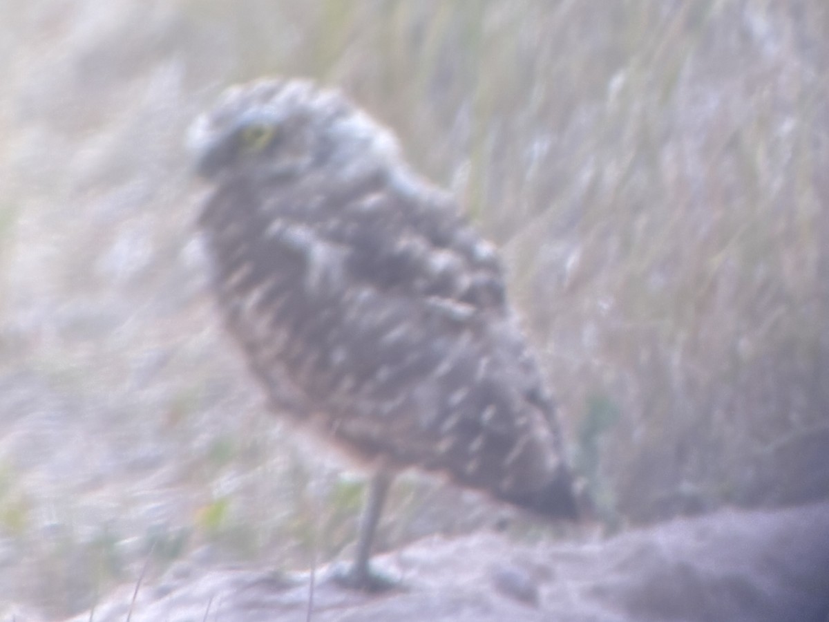 Burrowing Owl - ML641861453