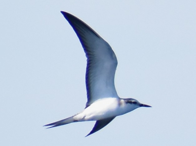 Bridled Tern - ML641861468