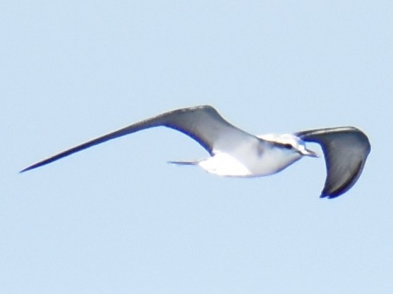 Bridled Tern - ML641861469