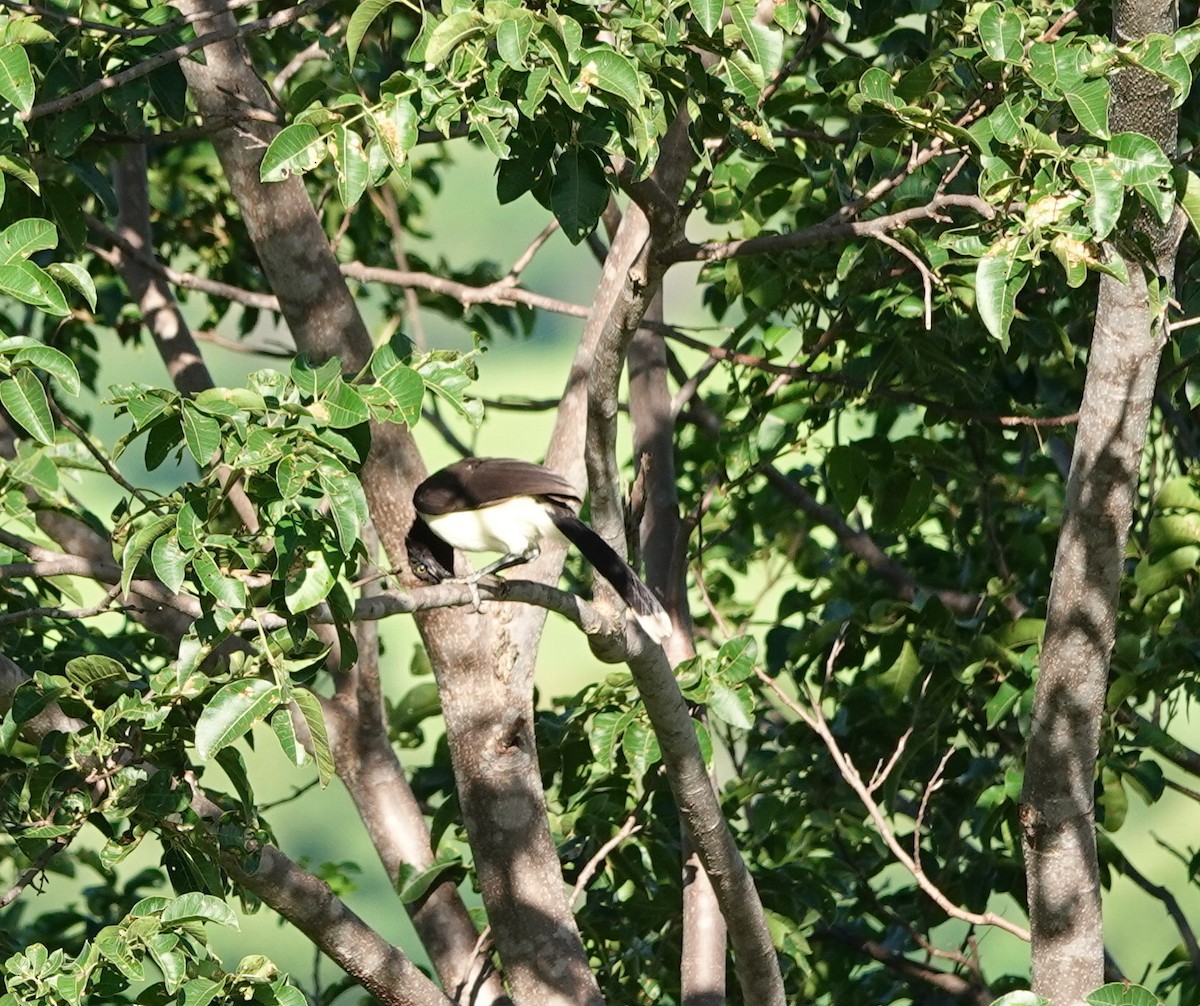 White-naped Jay - ML641861479