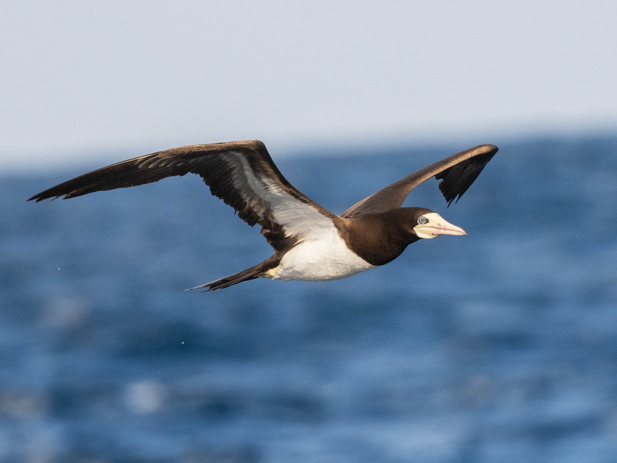 Brown Booby - ML641861481