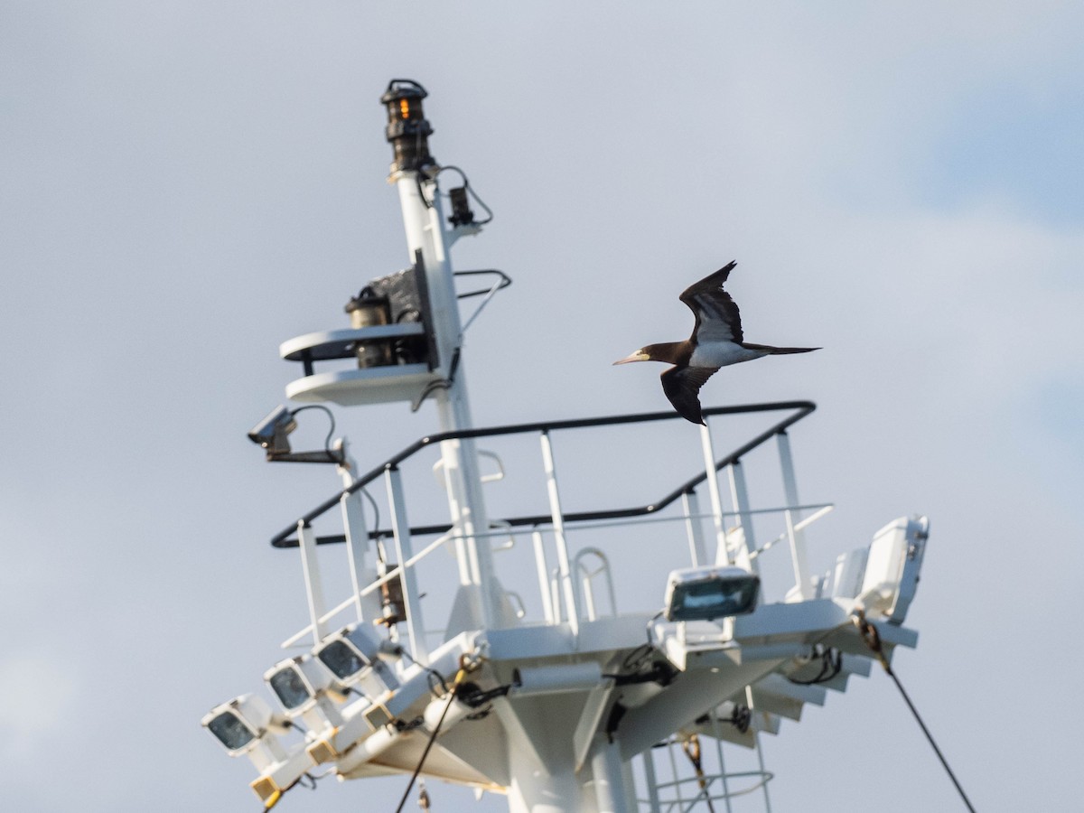 Brown Booby - ML641861482