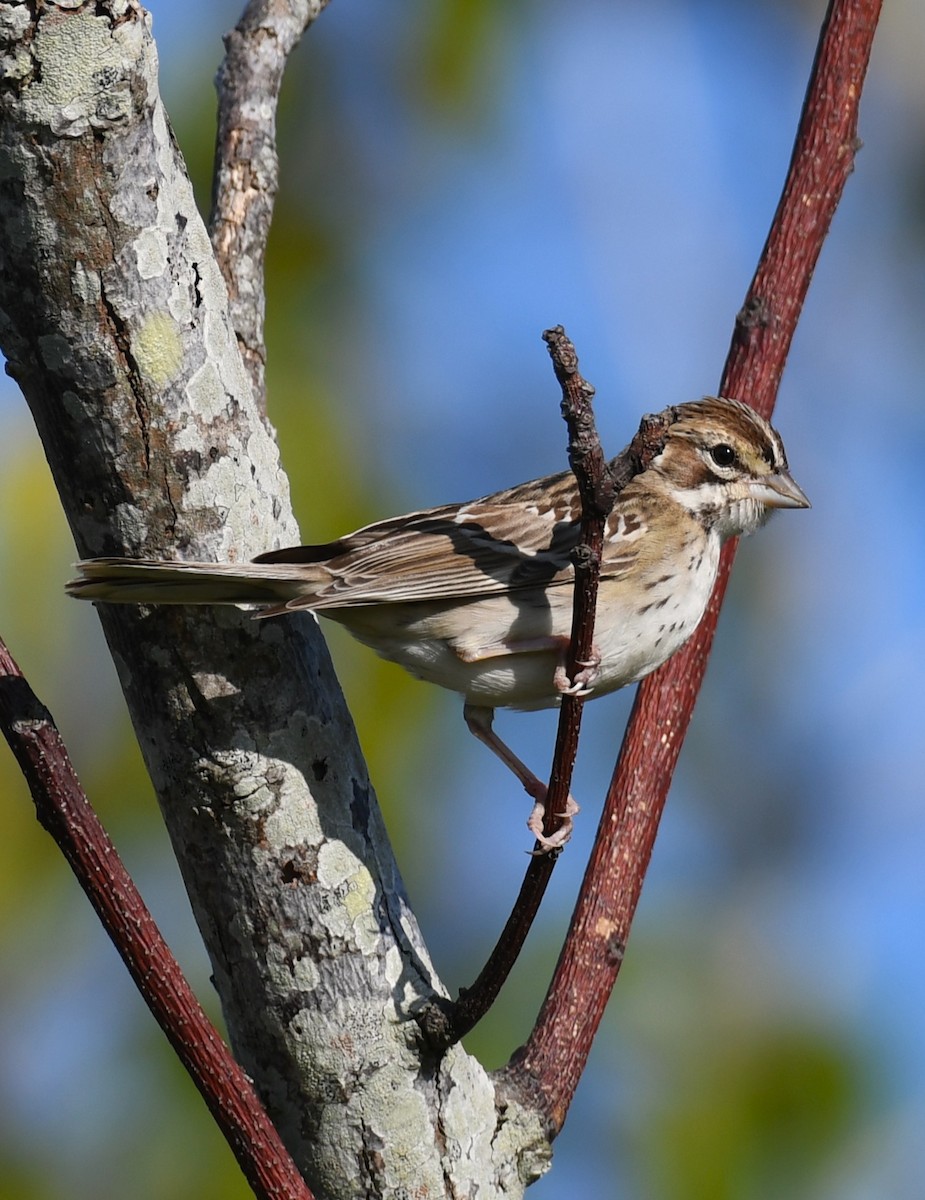 Lark Sparrow - ML641861491