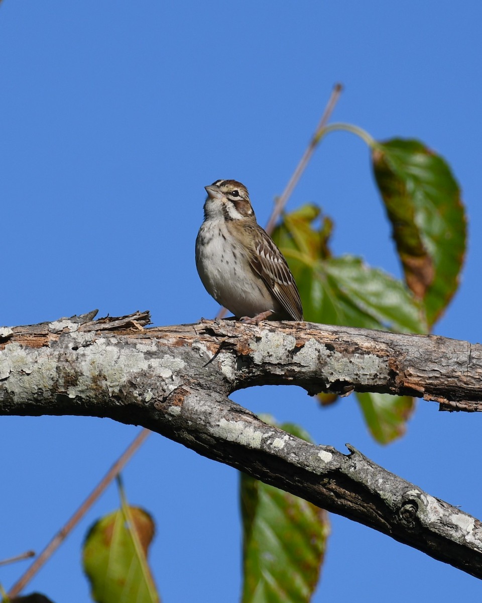 Lark Sparrow - ML641861492