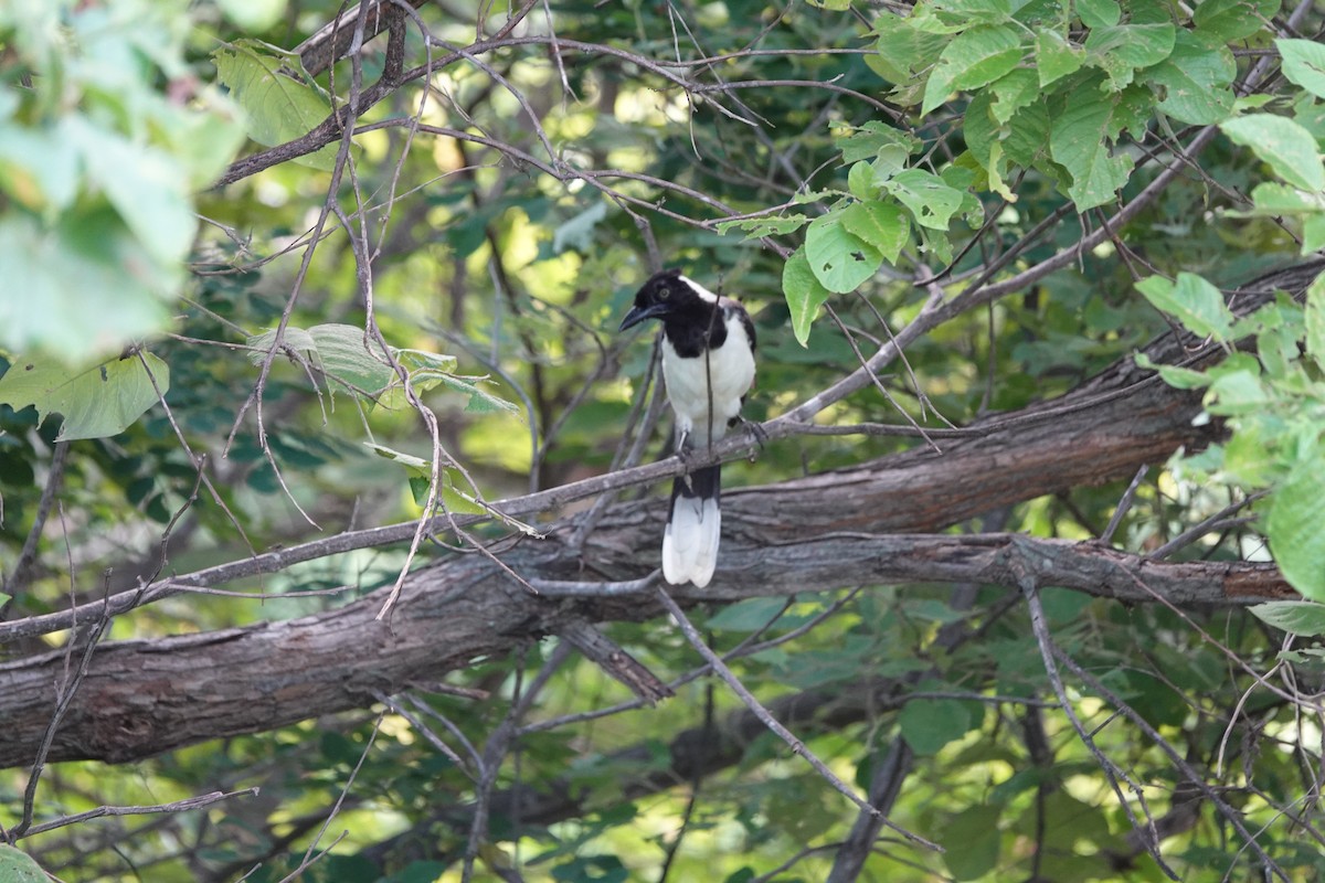 White-naped Jay - ML641861497
