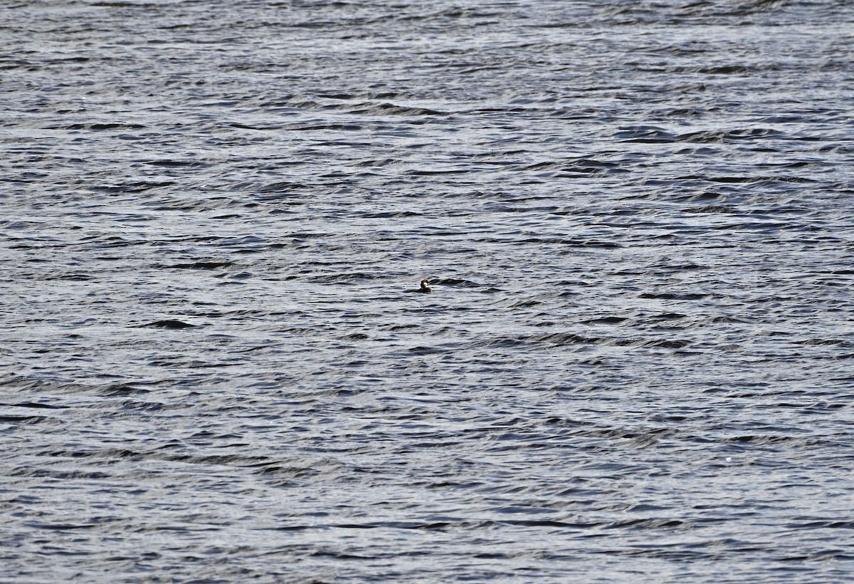 Bufflehead - ML641861543