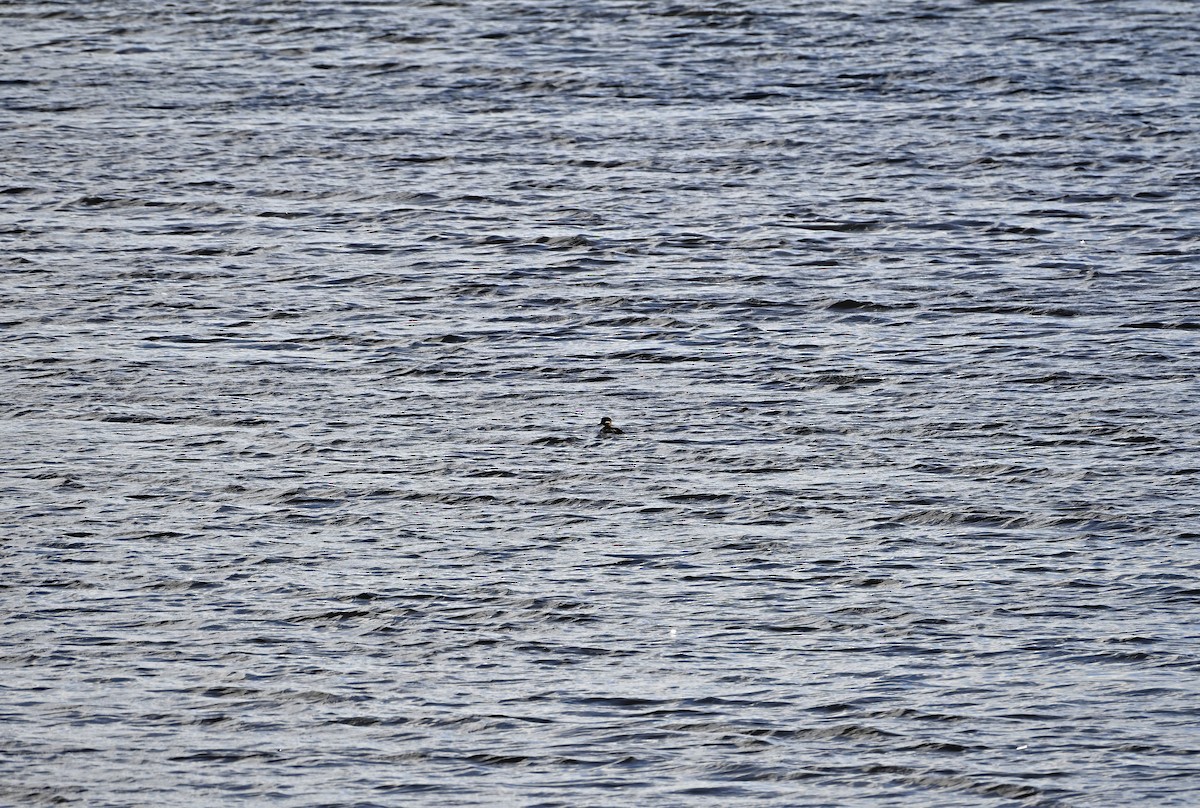 Bufflehead - ML641861544
