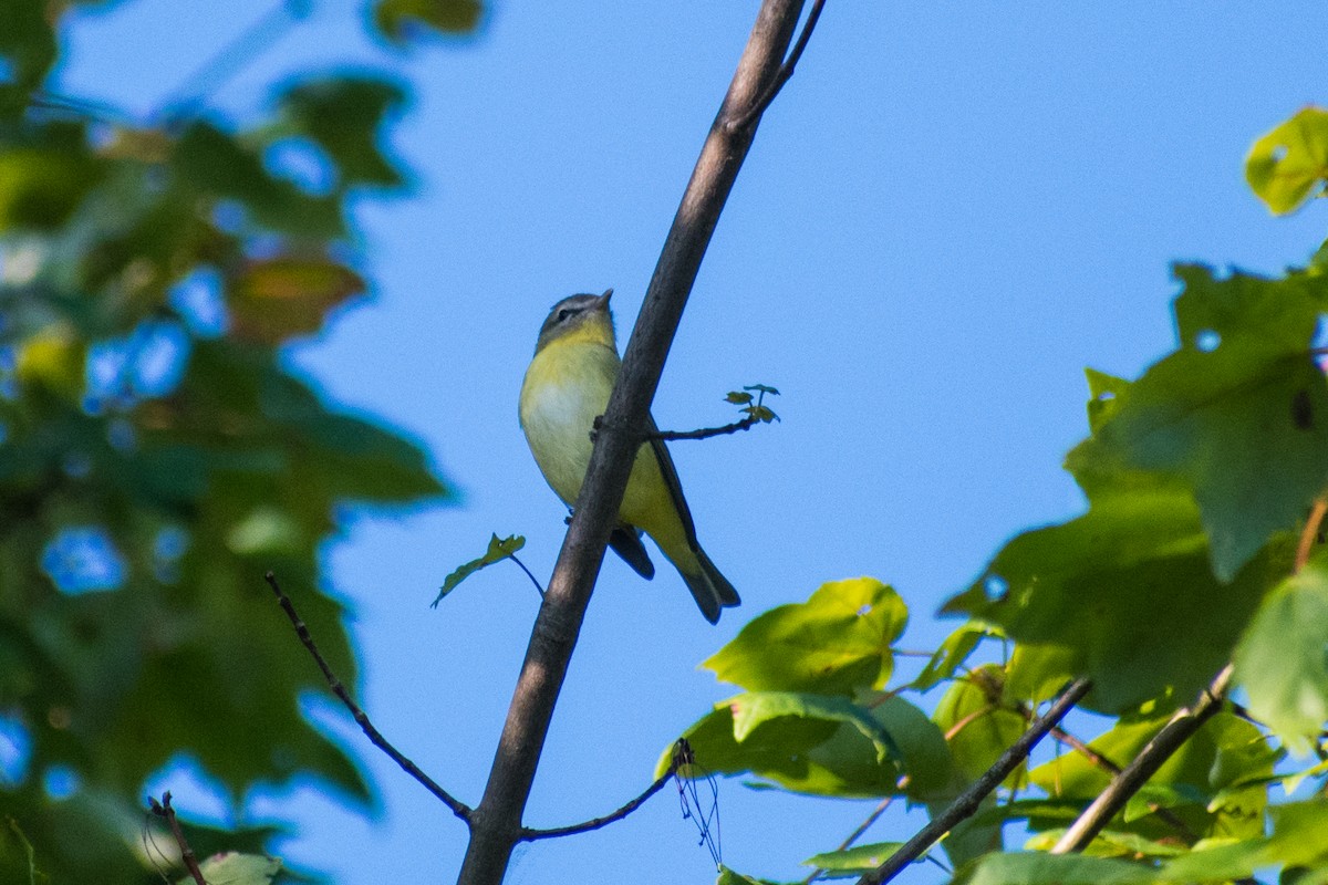 Philadelphia Vireo - ML641861545