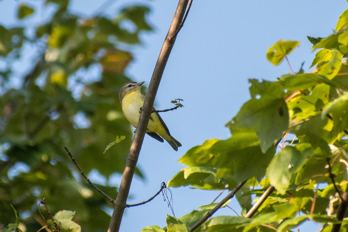 Philadelphia Vireo - ML641861546