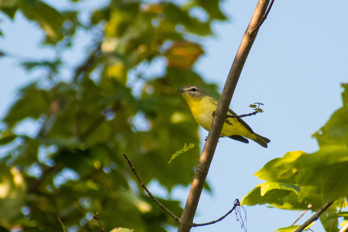 Philadelphia Vireo - ML641861547