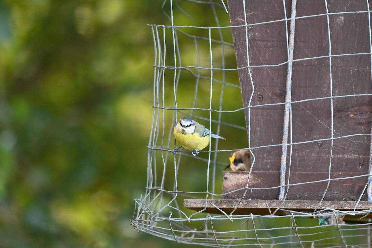 Eurasian Blue Tit - ML641861554