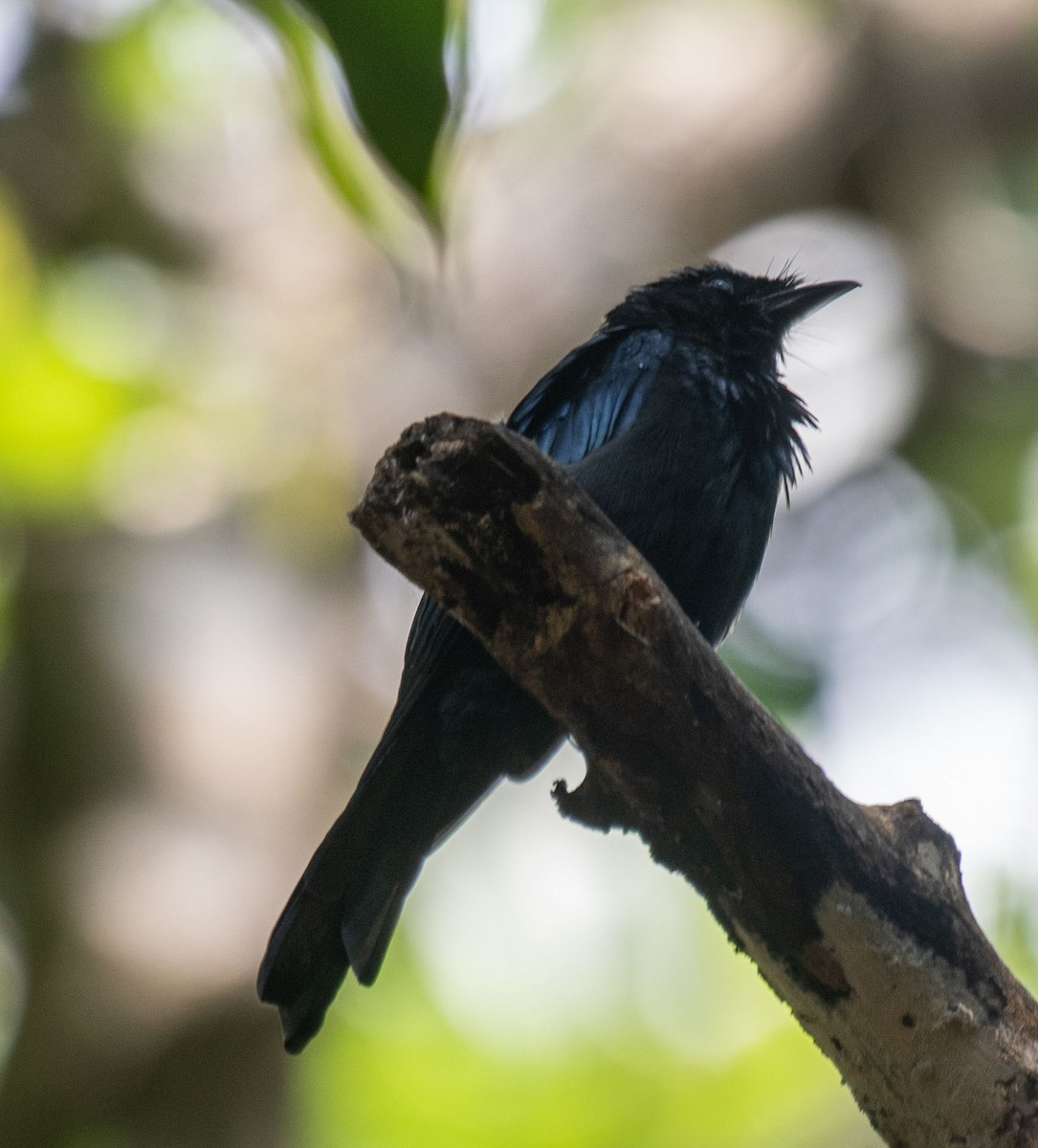 Bronzed Drongo - ML641861600