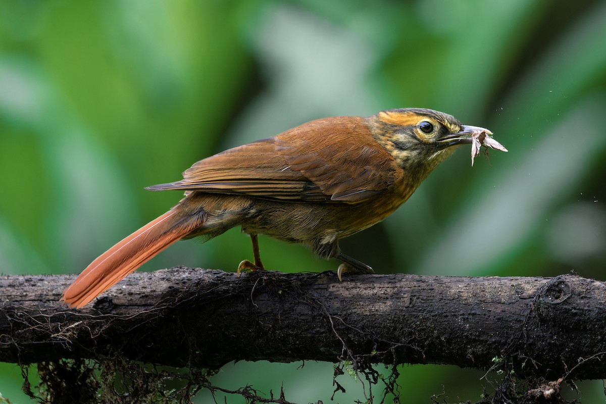 Scaly-throated Foliage-gleaner - ML641861613