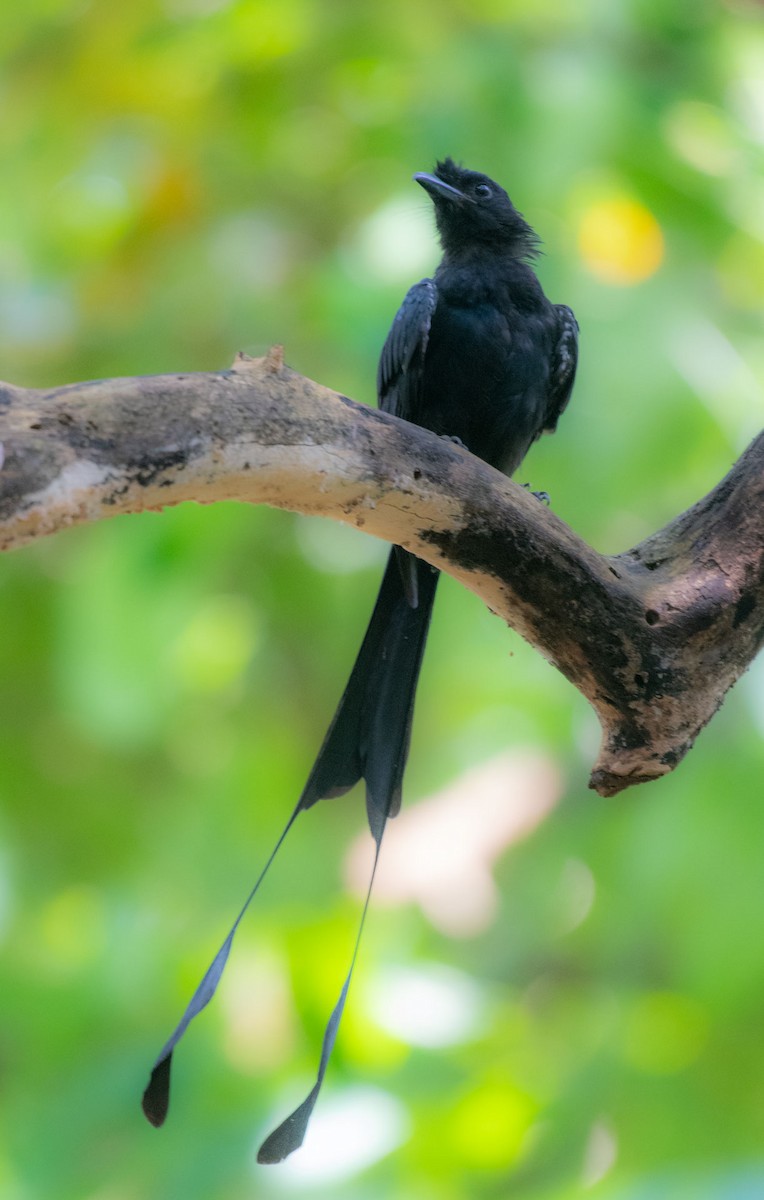 Greater Racket-tailed Drongo - ML641861675