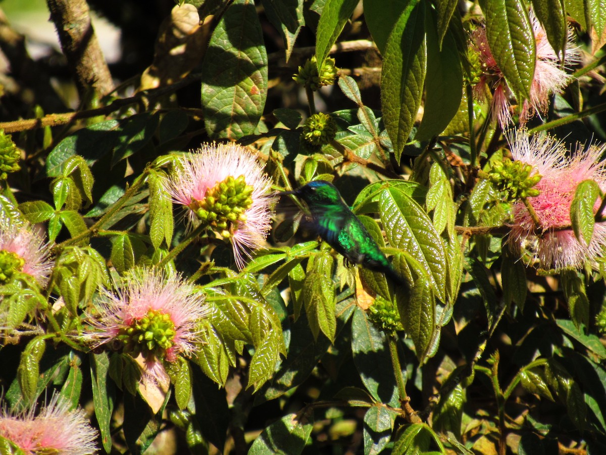Violet-capped Woodnymph - ML641861680