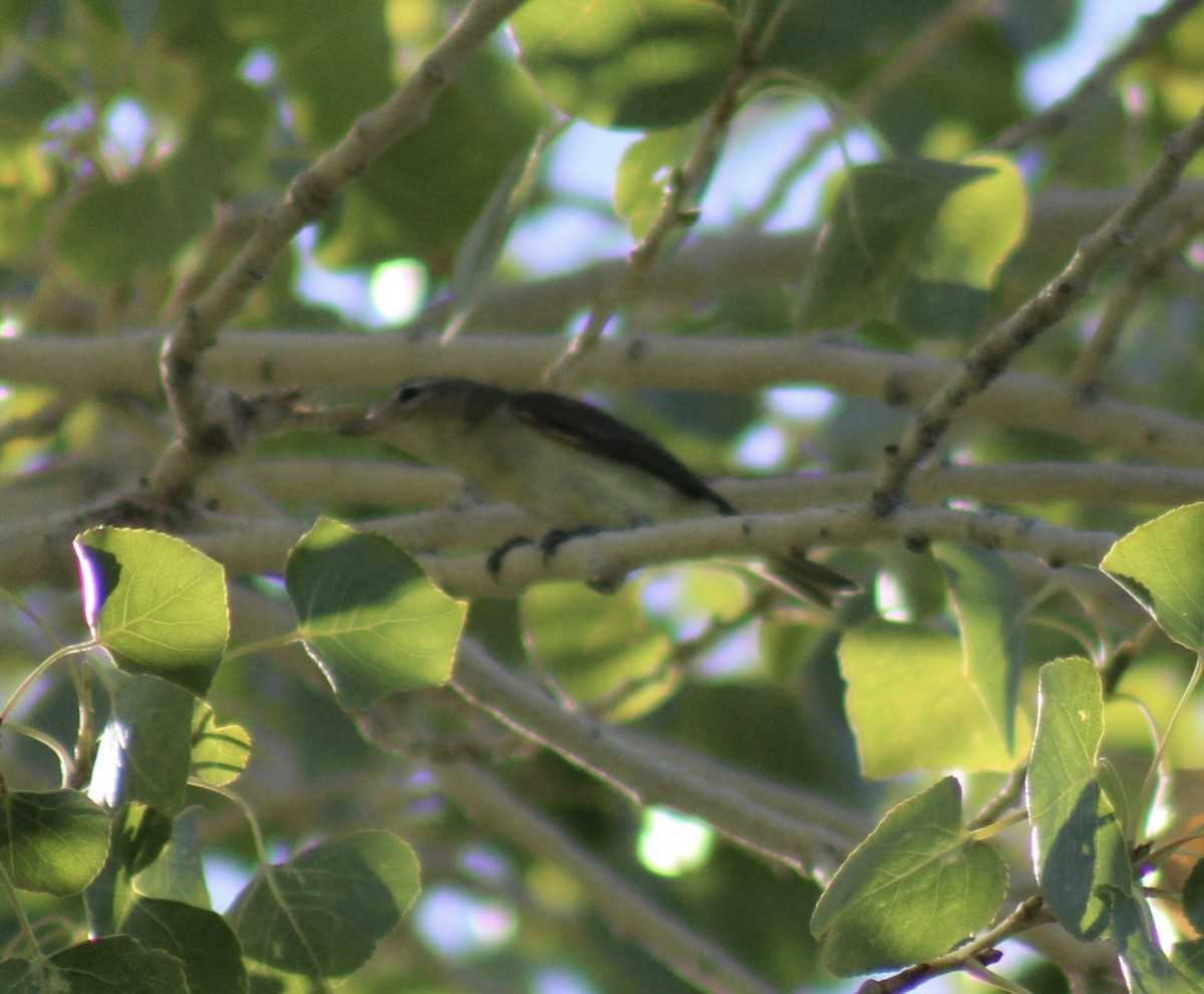 vireo sp. - ML641861683