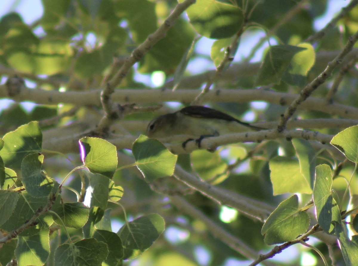 vireo sp. - ML641861684