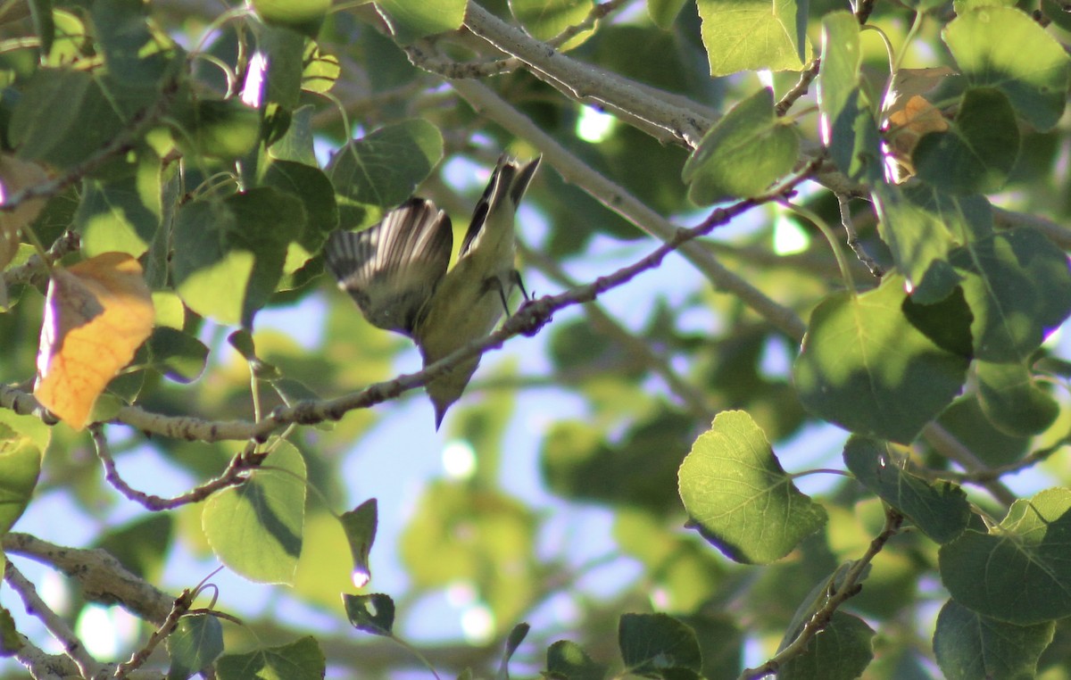 vireo sp. - ML641861685