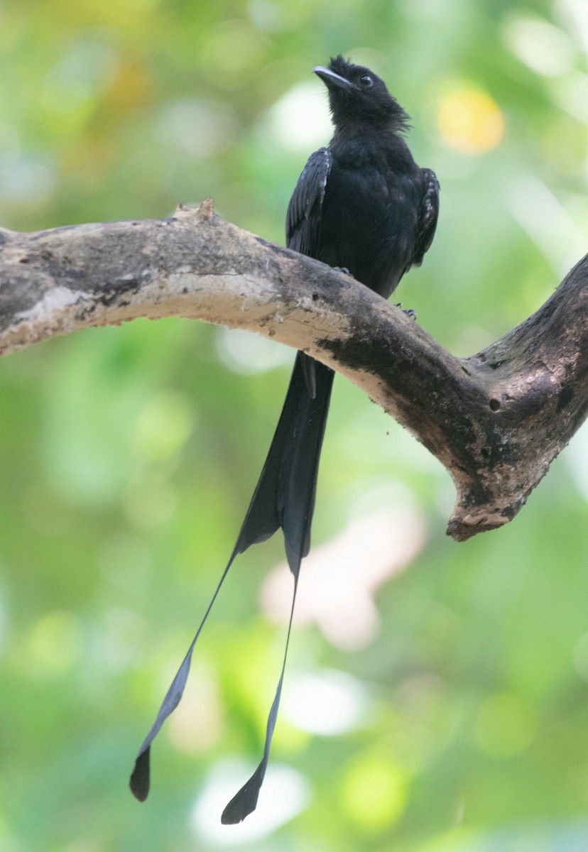 Greater Racket-tailed Drongo - ML641861688