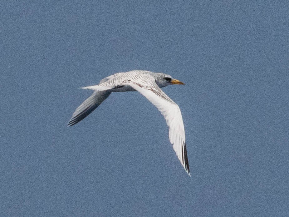 White-tailed Tropicbird - ML641861728